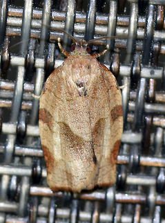 Oblique-banded Leaf Roller - Choristoneura rosaceana TL: ~12 mm. Tan FW wit oblique, brown median band and subapical patch. Hosts: Trees and woody plants, including apple, blueberry, and oak.

Habitat: Attracted to a black light in a semi-rural area Choristoneura rosaceana,Geotagged,Oblique-banded Leaf Roller,Spring,United States,moth