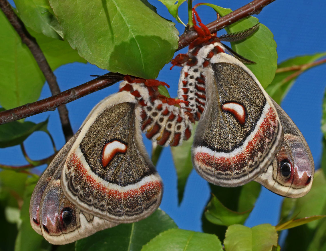 Mating Cecropia Moths - Hyalophora cecropia I don&#039;t know what kind of tree/shrub these moths were on, but it was awesome to see a mating pair!<br />
<br />
Habitat: Vegetation along the Maine coast Cecropia Moth,Geotagged,Hyalophora,Hyalophora cecropia,Spring,United States,mating cecropia moths,mating moths,moths