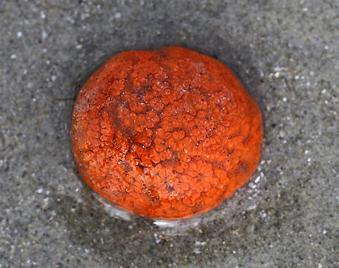 Orange Sheath Tunicate - Botrylloides violaceus A colonial sea squirt that often overgrows mussels, barnacles, bryozoans, and solitary sea squirts.

This species is invasive and was likely introduced to the east coast from the Pacific Northwest. I found a bunch of these little blobs on the beach during low tide. When I saw the first one, I thought it was a piece of garbage and went to pick it up. I was surprised to find it was squishy, and quickly realized that it was some sort of creature!

Habitat: Rocky intertidal habitat (brown and red algal zones)
https://www.jungledragon.com/image/80721/orange_sheath_tunicate_-_botrylloides_violaceus.html Botrylloides,Botrylloides violaceus,Geotagged,Orange Sheath Tunicate,Spring,United States,sea squirt,tunicate