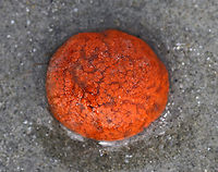 Orange Sheath Tunicate - Botrylloides violaceus A colonial sea squirt that often overgrows mussels, barnacles, bryozoans, and solitary sea squirts.<br />
<br />
This species is invasive and was likely introduced to the east coast from the Pacific Northwest. I found a bunch of these little blobs on the beach during low tide. When I saw the first one, I thought it was a piece of garbage and went to pick it up. I was surprised to find it was squishy, and quickly realized that it was some sort of creature!<br />
<br />
Habitat: Rocky intertidal habitat (brown and red algal zones)<br />
https://www.jungledragon.com/image/80721/orange_sheath_tunicate_-_botrylloides_violaceus.html Botrylloides,Botrylloides violaceus,Geotagged,Orange Sheath Tunicate,Spring,United States,sea squirt,tunicate
