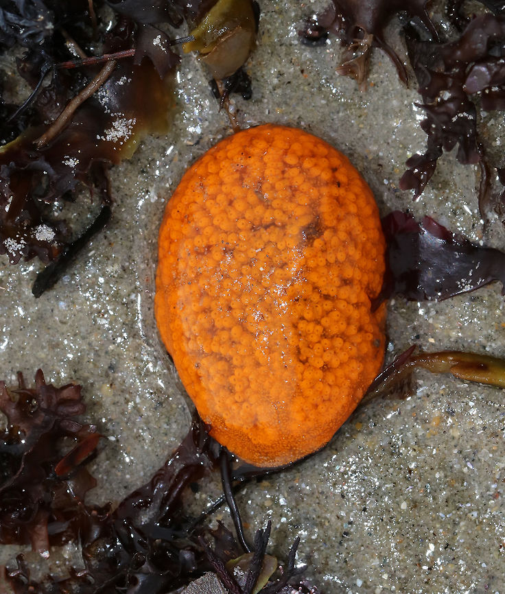 Orange Sheath Tunicate - Botrylloides violaceus A colonial sea squirt that often overgrows mussels, barnacles, bryozoans, and solitary sea squirts.<br />
<br />
This species is invasive and was likely introduced to the east coast from the Pacific Northwest. I found a bunch of these little blobs on the beach during low tide. When I saw the first one, I thought it was a piece of garbage and went to pick it up. I was surprised to find it was squishy, and quickly realized that it was some sort of creature!<br />
<br />
Habitat: Rocky intertidal habitat (brown and red algal zones) <br />
<figure class="photo"><a href="https://www.jungledragon.com/image/80710/orange_sheath_tunicate_-_botrylloides_violaceus.html" title="Orange Sheath Tunicate - Botrylloides violaceus"><img src="https://s3.amazonaws.com/media.jungledragon.com/images/3232/80710_thumb.jpg?AWSAccessKeyId=05GMT0V3GWVNE7GGM1R2&Expires=1759968010&Signature=MsdjCGJugvFZV6%2FVc0fo%2BghSqWo%3D" width="200" height="158" alt="Orange Sheath Tunicate - Botrylloides violaceus A colonial sea squirt that often overgrows mussels, barnacles, bryozoans, and solitary sea squirts.<br />
<br />
This species is invasive and was likely introduced to the east coast from the Pacific Northwest. I found a bunch of these little blobs on the beach during low tide. When I saw the first one, I thought it was a piece of garbage and went to pick it up. I was surprised to find it was squishy, and quickly realized that it was some sort of creature!<br />
<br />
Habitat: Rocky intertidal habitat (brown and red algal zones)<br />
https://www.jungledragon.com/image/80721/orange_sheath_tunicate_-_botrylloides_violaceus.html Botrylloides,Botrylloides violaceus,Geotagged,Orange Sheath Tunicate,Spring,United States,sea squirt,tunicate" /></a></figure> Botrylloides violaceus,Geotagged,Orange Sheath Tunicate,Spring,United States,invasive species,sea squirt,tunicate