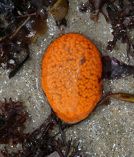 Orange Sheath Tunicate - Botrylloides violaceus A colonial sea squirt that often overgrows mussels, barnacles, bryozoans, and solitary sea squirts.

This species is invasive and was likely introduced to the east coast from the Pacific Northwest. I found a bunch of these little blobs on the beach during low tide. When I saw the first one, I thought it was a piece of garbage and went to pick it up. I was surprised to find it was squishy, and quickly realized that it was some sort of creature!

Habitat: Rocky intertidal habitat (brown and red algal zones) 
https://www.jungledragon.com/image/80710/orange_sheath_tunicate_-_botrylloides_violaceus.html Botrylloides violaceus,Geotagged,Orange Sheath Tunicate,Spring,United States,invasive species,sea squirt,tunicate