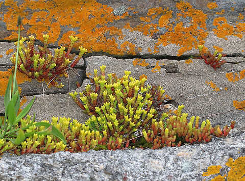 Biting Stonecrop - Sedum acre A perennial, flowering plant that has become naturalized in North America.

Habitat: Growing among rocks and in cracks in rock walls along the Maine coast
https://www.jungledragon.com/image/80725/biting_stonecrop_-_sedum_acre.html
https://www.jungledragon.com/image/80724/biting_stonecrop_-_sedum_acre.html Geotagged,Goldmoss stonecrop,Sedum acre,Spring,United States,biting stonecrop,goldmoss sedum,goldmoss stonecrop,mossy stonecrop,wallpepper