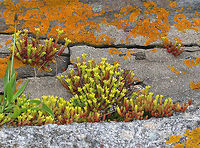 Biting Stonecrop - Sedum acre A perennial, flowering plant that has become naturalized in North America.<br />
<br />
Habitat: Growing among rocks and in cracks in rock walls along the Maine coast<br />
https://www.jungledragon.com/image/80725/biting_stonecrop_-_sedum_acre.html<br />
https://www.jungledragon.com/image/80724/biting_stonecrop_-_sedum_acre.html Geotagged,Goldmoss stonecrop,Sedum acre,Spring,United States,biting stonecrop,goldmoss sedum,goldmoss stonecrop,mossy stonecrop,wallpepper