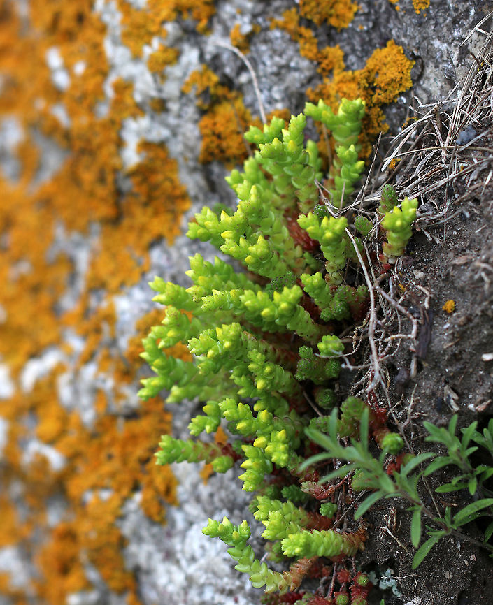 Biting Stonecrop - Sedum acre A perennial, flowering plant that has become naturalized in North America.<br />
<br />
Habitat: Growing among rocks and in cracks in rock walls along the Maine coast<br />
<figure class="photo"><a href="https://www.jungledragon.com/image/80725/biting_stonecrop_-_sedum_acre.html" title="Biting Stonecrop - Sedum acre"><img src="https://s3.amazonaws.com/media.jungledragon.com/images/3232/80725_thumb.jpg?AWSAccessKeyId=05GMT0V3GWVNE7GGM1R2&Expires=1767225610&Signature=IS0VxnBCUt96TrbLNLTs2%2BR67yQ%3D" width="122" height="152" alt="Biting Stonecrop - Sedum acre A perennial, flowering plant that has become naturalized in North America.<br />
<br />
Habitat: Growing among rocks and in cracks in rock walls along the Maine coast<br />
https://www.jungledragon.com/image/80724/biting_stonecrop_-_sedum_acre.html<br />
https://www.jungledragon.com/image/80723/biting_stonecrop_-_sedum_acre.html Geotagged,Goldmoss stonecrop,Sedum acre,Spring,United States" /></a></figure><br />
<figure class="photo"><a href="https://www.jungledragon.com/image/80723/biting_stonecrop_-_sedum_acre.html" title="Biting Stonecrop - Sedum acre"><img src="https://s3.amazonaws.com/media.jungledragon.com/images/3232/80723_thumb.jpg?AWSAccessKeyId=05GMT0V3GWVNE7GGM1R2&Expires=1767225610&Signature=gEYpQTttgY3g43WA0JzO9pk7gbI%3D" width="200" height="148" alt="Biting Stonecrop - Sedum acre A perennial, flowering plant that has become naturalized in North America.<br />
<br />
Habitat: Growing among rocks and in cracks in rock walls along the Maine coast<br />
https://www.jungledragon.com/image/80725/biting_stonecrop_-_sedum_acre.html<br />
https://www.jungledragon.com/image/80724/biting_stonecrop_-_sedum_acre.html Geotagged,Goldmoss stonecrop,Sedum acre,Spring,United States,biting stonecrop,goldmoss sedum,goldmoss stonecrop,mossy stonecrop,wallpepper" /></a></figure> Geotagged,Goldmoss stonecrop,Sedum acre,Spring,United States