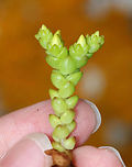 Biting Stonecrop - Sedum acre A perennial, flowering plant that has become naturalized in North America.<br />
<br />
Habitat: Growing among rocks and in cracks in rock walls along the Maine coast<br />
https://www.jungledragon.com/image/80724/biting_stonecrop_-_sedum_acre.html<br />
https://www.jungledragon.com/image/80723/biting_stonecrop_-_sedum_acre.html Geotagged,Goldmoss stonecrop,Sedum acre,Spring,United States
