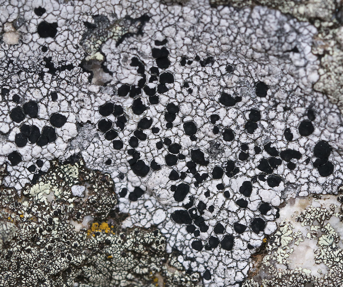 Large-fruited Boulder Lichen - Porpidia macrocarpa Black, raised apothecia that were around 3 mm (maybe larger) in diameter. The thallus was whitish gray.  <br />
<br />
Habitat: It was growing on rocks along the Atlantic coast. Geotagged,Porpidia macrocarpa,Spring,United States,lichen,porpidia