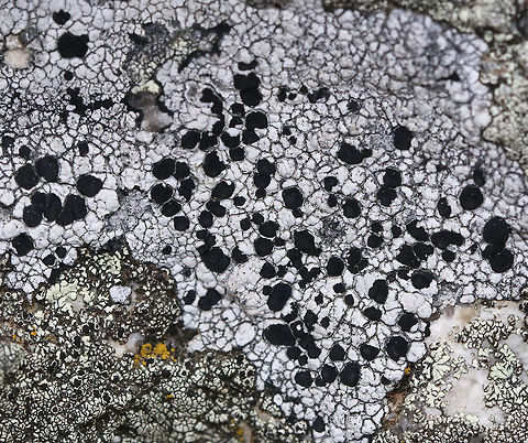 Large-fruited Boulder Lichen - Porpidia macrocarpa Black, raised apothecia that were around 3 mm (maybe larger) in diameter. The thallus was whitish gray.  

Habitat: It was growing on rocks along the Atlantic coast. Geotagged,Porpidia macrocarpa,Spring,United States,lichen,porpidia