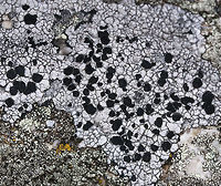 Large-fruited Boulder Lichen - Porpidia macrocarpa Black, raised apothecia that were around 3 mm (maybe larger) in diameter. The thallus was whitish gray.  <br />
<br />
Habitat: It was growing on rocks along the Atlantic coast. Geotagged,Porpidia macrocarpa,Spring,United States,lichen,porpidia