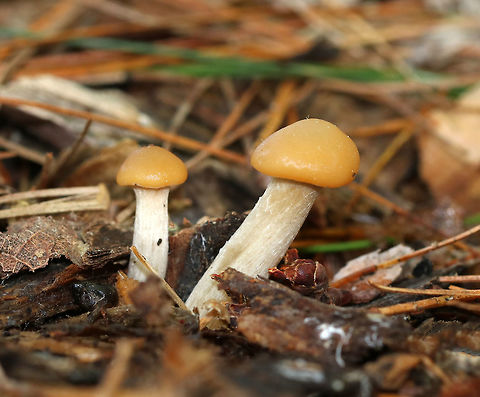 Kuehneromyces marginellus Cap: Sticky, yellowish tan, ~2 cm

Gills: Attached, close, frequent short gills, and covered in a partial veil

Stem: Pale with fibrils

Habitat: Mixed forest Geotagged,Kuehneromyces,Kuehneromyces marginellus,Spring,United States
