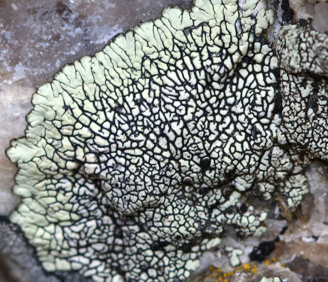 Golden Moonglow Lichen - Dimelaena oreina Greenish thallus with black apothecia<br />
<br />
The color of the thallus is derived from usnic acid in the cortex.<br />
<br />
Habitat: Growing on rocks along the coast<br />
<figure class="photo"><a href="https://www.jungledragon.com/image/80729/golden_moonglow_lichen_-_dimelaena_oreina.html" title="Golden Moonglow Lichen - Dimelaena oreina"><img src="https://s3.amazonaws.com/media.jungledragon.com/images/3232/80729_thumb.jpg?AWSAccessKeyId=05GMT0V3GWVNE7GGM1R2&Expires=1770854410&Signature=KpWOoMIQOeCyAw9K65exfmZKp%2FA%3D" width="200" height="154" alt="Golden Moonglow Lichen - Dimelaena oreina Greenish thallus with black apothecia<br />
<br />
The color of the thallus is derived from usnic acid in the cortex.<br />
<br />
Habitat: Growing on rocks along the coast<br />
https://www.jungledragon.com/image/80728/golden_moonglow_lichen_-_dimelaena_oreina.html<br />
 Dimelaena oreina,Geotagged,Spring,United States,lichen" /></a></figure> Dimelaena oreina,Geotagged,Golden Moonglow Lichen,Spring,United States,lichen