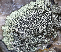 Golden Moonglow Lichen - Dimelaena oreina Greenish thallus with black apothecia<br />
<br />
The color of the thallus is derived from usnic acid in the cortex.<br />
<br />
Habitat: Growing on rocks along the coast<br />
https://www.jungledragon.com/image/80729/golden_moonglow_lichen_-_dimelaena_oreina.html Dimelaena oreina,Geotagged,Golden Moonglow Lichen,Spring,United States,lichen