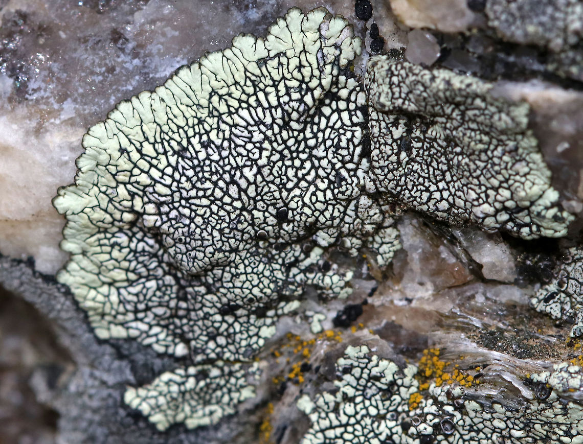 Golden Moonglow Lichen - Dimelaena oreina Greenish thallus with black apothecia<br />
<br />
The color of the thallus is derived from usnic acid in the cortex.<br />
<br />
Habitat: Growing on rocks along the coast<br />
<figure class="photo"><a href="https://www.jungledragon.com/image/80728/golden_moonglow_lichen_-_dimelaena_oreina.html" title="Golden Moonglow Lichen - Dimelaena oreina"><img src="https://s3.amazonaws.com/media.jungledragon.com/images/3232/80728_thumb.jpg?AWSAccessKeyId=05GMT0V3GWVNE7GGM1R2&Expires=1770854410&Signature=R0E25nim0jrTITeoaA7lpziRq38%3D" width="200" height="174" alt="Golden Moonglow Lichen - Dimelaena oreina Greenish thallus with black apothecia<br />
<br />
The color of the thallus is derived from usnic acid in the cortex.<br />
<br />
Habitat: Growing on rocks along the coast<br />
https://www.jungledragon.com/image/80729/golden_moonglow_lichen_-_dimelaena_oreina.html Dimelaena oreina,Geotagged,Golden Moonglow Lichen,Spring,United States,lichen" /></a></figure><br />
 Dimelaena oreina,Geotagged,Spring,United States,lichen