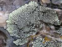 Golden Moonglow Lichen - Dimelaena oreina Greenish thallus with black apothecia<br />
<br />
The color of the thallus is derived from usnic acid in the cortex.<br />
<br />
Habitat: Growing on rocks along the coast<br />
https://www.jungledragon.com/image/80728/golden_moonglow_lichen_-_dimelaena_oreina.html<br />
 Dimelaena oreina,Geotagged,Spring,United States,lichen
