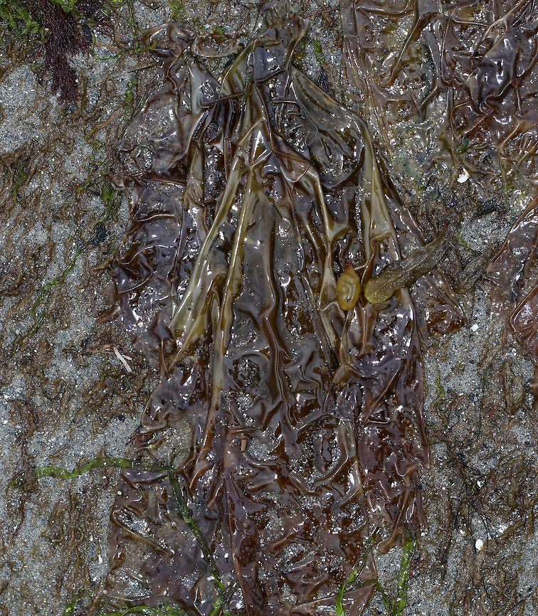 Atlantic Nori - Porphyra umbilicalis Nori is a type of red algae that thrives along the harsh Maine coast despite the pounding waves, baking sun, and strong winds of the intertidal zone. Nori is a popular edible.<br />
<br />
Habitat: Intertidal zone  Atlantic Nori,Geotagged,Laverbread,Porphyra umbilicalis,Spring,United States,laver,nori