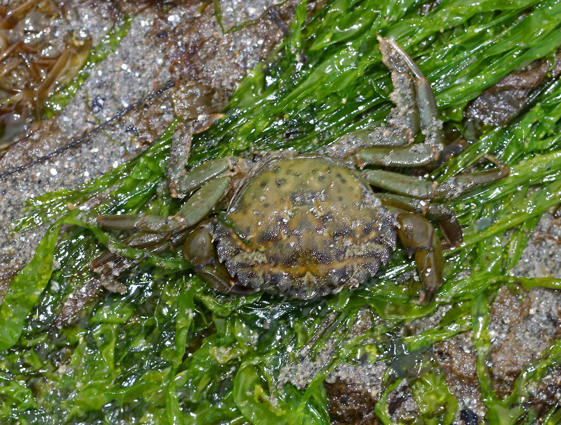 Green Crab - Carcinus maenas Shell somewhat broader than long with 5 marginal and 3 frontal teeth. The last pair of legs are flattened, but not paddle-shaped. The carapace grows up to 90 mm wide. <br />
<br />
Carcinus maenas is a widespread invasive species and is listed among the 100 &quot;world&#039;s worst alien invasive species&quot;. Although invasive, they are the most common crab along the New England shore.<br />
<br />
Habitat: Tide pool in the intertidal zone Carcinus maenas,Common littoral crab,Geotagged,Spring,United States,crab,green crab