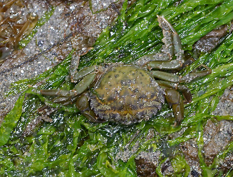Green Crab - Carcinus maenas Shell somewhat broader than long with 5 marginal and 3 frontal teeth. The last pair of legs are flattened, but not paddle-shaped. The carapace grows up to 90 mm wide. 

Carcinus maenas is a widespread invasive species and is listed among the 100 "world's worst alien invasive species". Although invasive, they are the most common crab along the New England shore.

Habitat: Tide pool in the intertidal zone Carcinus maenas,Common littoral crab,Geotagged,Spring,United States,crab,green crab