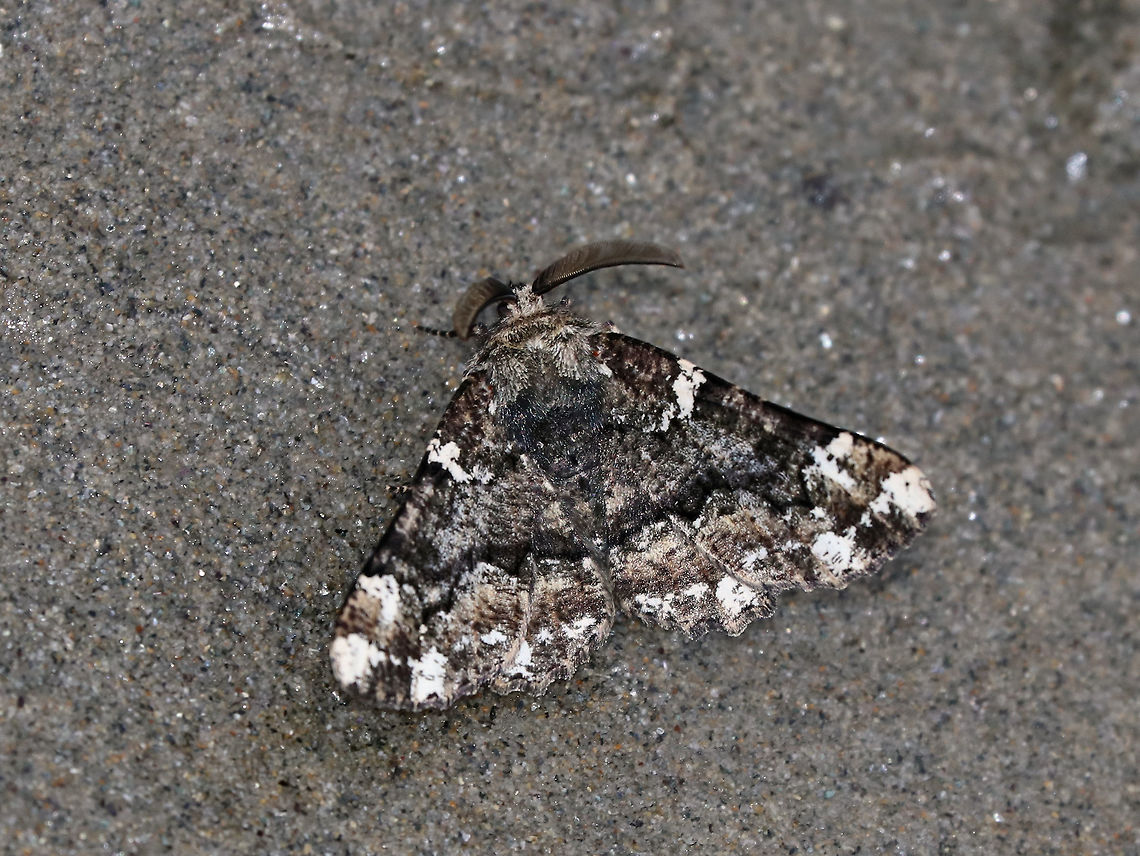 Oak Beauty - Phaeoura quernaria WS: ~4-5 cm. Charcoal gray wings that were mottled with brown and white. Hosts: Deciduous trees<br />
<br />
Habitat: I found this moth struggling in the wet sand on the beach. I picked it up, held it long enough for it to get a grip and warm up, and then found a safe, sheltered rock to put it on.  Geotagged,Phaeoura,Phaeoura quernaria,Spring,United States,moth,oak beauty