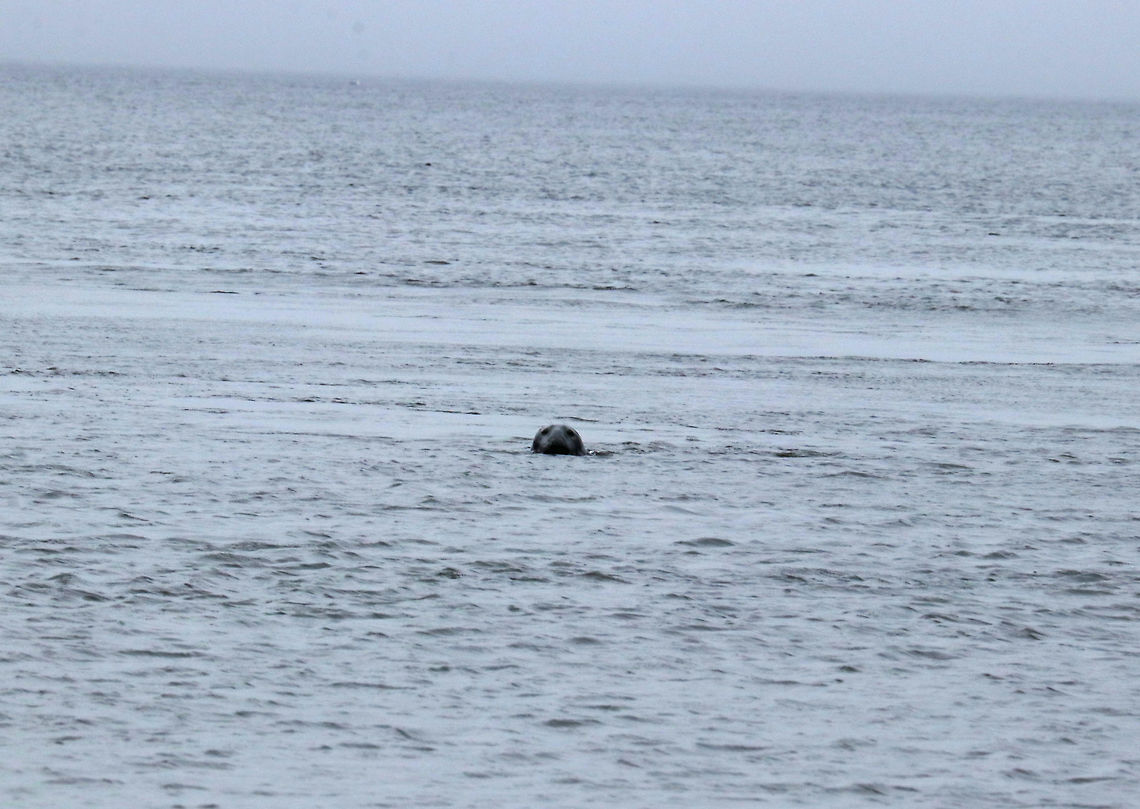 Harbor Seal - Phoca vitulina There was about 10 seals swimming together just off the beach.  My husband talked to them in "seal", which made this seal very curious. It hung around watching us for a few minutes.<br />
<br />
Habitat: Maine coast Geotagged,Harbor (common) seal,Phoca vitulina,Spring,United States,seal