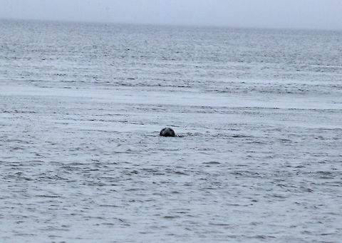Harbor Seal - Phoca vitulina There was about 10 seals swimming together just off the beach.  My husband talked to them in "seal", which made this seal very curious. It hung around watching us for a few minutes.

Habitat: Maine coast Geotagged,Harbor (common) seal,Phoca vitulina,Spring,United States,seal