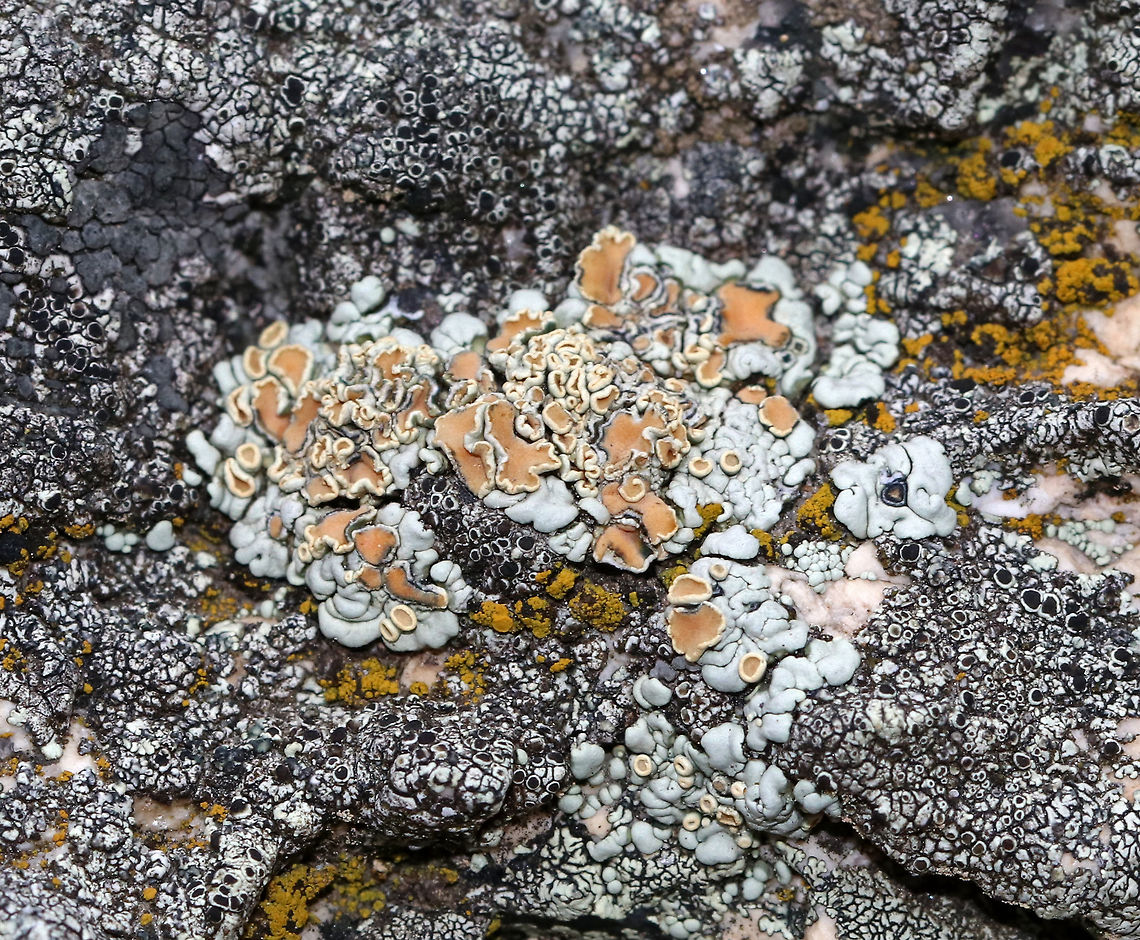 Rhizoplaca chrysoleuca Peach/tan apothecia of varying sizes with wavy edges. Thallus was pale greenish gray. <br />
<br />
Habitat: Growing on rocks along the coast Geotagged,Rhizoplaca chrysoleuca,Spring,United States,lichen