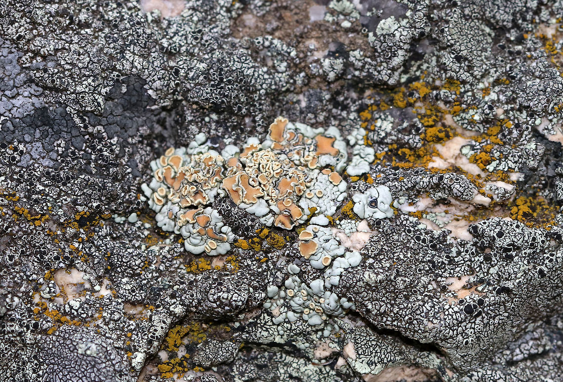 Rhizoplaca chrysoleuca Peach/tan apothecia of varying sizes with wavy edges. Thallus was pale greenish gray. <br />
<br />
Habitat: Growing on rocks along the coast Geotagged,Rhizoplaca chrysoleuca,Spring,United States,lichen