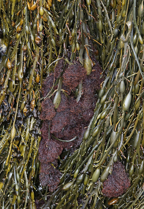 Polysiphonia lanosa The reddish brown &quot;hairy&quot; tufts are a type of red algae, Polysiphonia lanosa.  They grow on Ascophyllum nodosum in an exclusive relationship. Each tuft uses rhizoids to attach to the fronds of Ascophyllum nodosum.<br />
<br />
Habitat: Intertidal zone Geotagged,Polysiphonia lanosa,Spring,United States,algae,red algae,seaweed