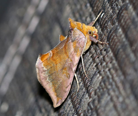 Unspotted Looper - Allagrapha aerea TL: ~15 mm. Pinkish FW with bands of orange-brown shading along the AM and PM lines. Hosts: Low plants, such as aster and dandelion.

Habitat: Attracted to a blacklight in a semi-rural area
https://www.jungledragon.com/image/80742/unspotted_looper_-_allagrapha_aerea.html
https://www.jungledragon.com/image/80741/unspotted_looper_-_allagrapha_aerea.html Allagrapha,Allagrapha aerea,Geotagged,Spring,United States,looper,moth,unspotted looper