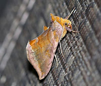 Unspotted Looper - Allagrapha aerea TL: ~15 mm. Pinkish FW with bands of orange-brown shading along the AM and PM lines. Hosts: Low plants, such as aster and dandelion.<br />
<br />
Habitat: Attracted to a blacklight in a semi-rural area<br />
https://www.jungledragon.com/image/80742/unspotted_looper_-_allagrapha_aerea.html<br />
https://www.jungledragon.com/image/80741/unspotted_looper_-_allagrapha_aerea.html Allagrapha,Allagrapha aerea,Geotagged,Spring,United States,looper,moth,unspotted looper