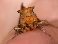 Unspotted Looper - Allagrapha aerea Check out this moth's hairstyle!<br />
<br />
TL: ~15 mm. Pinkish FW with bands of orange-brown shading along the AM and PM lines. Hosts: Low plants, such as aster and dandelion.<br />
<br />
Habitat: Attracted to a blacklight in a semi-rural area<br />
https://www.jungledragon.com/image/80740/unspotted_looper_-_allagrapha_aerea.html<br />
https://www.jungledragon.com/image/80742/unspotted_looper_-_allagrapha_aerea.html Allagrapha aerea,Geotagged,Spring,United States,Unspotted Looper