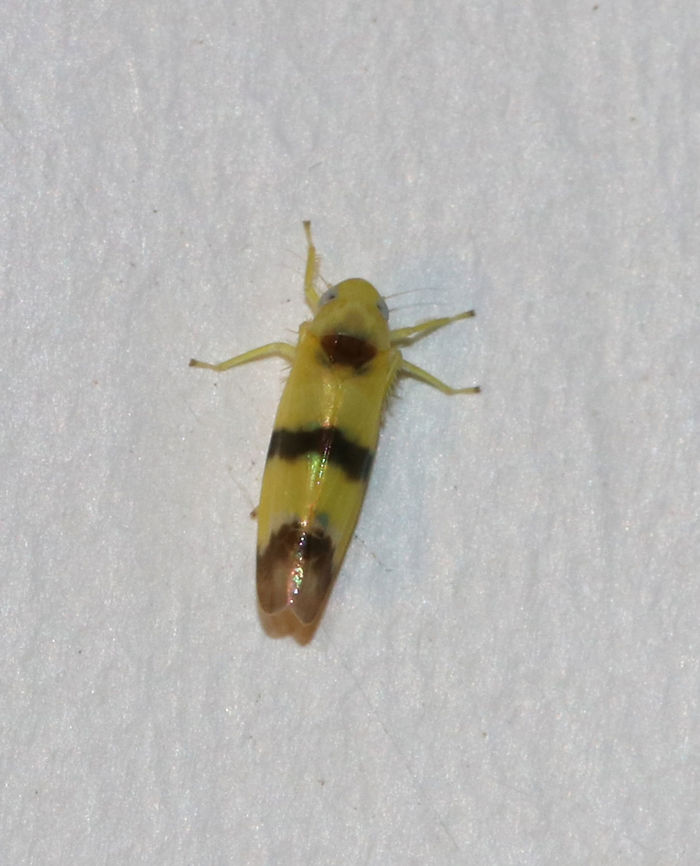Leafhopper - Empoa venusta <br />
Habitat: Attracted to a light at night in a semi-rural area Empoa,Empoa venusta,Geotagged,Spring,United States,leafhopper