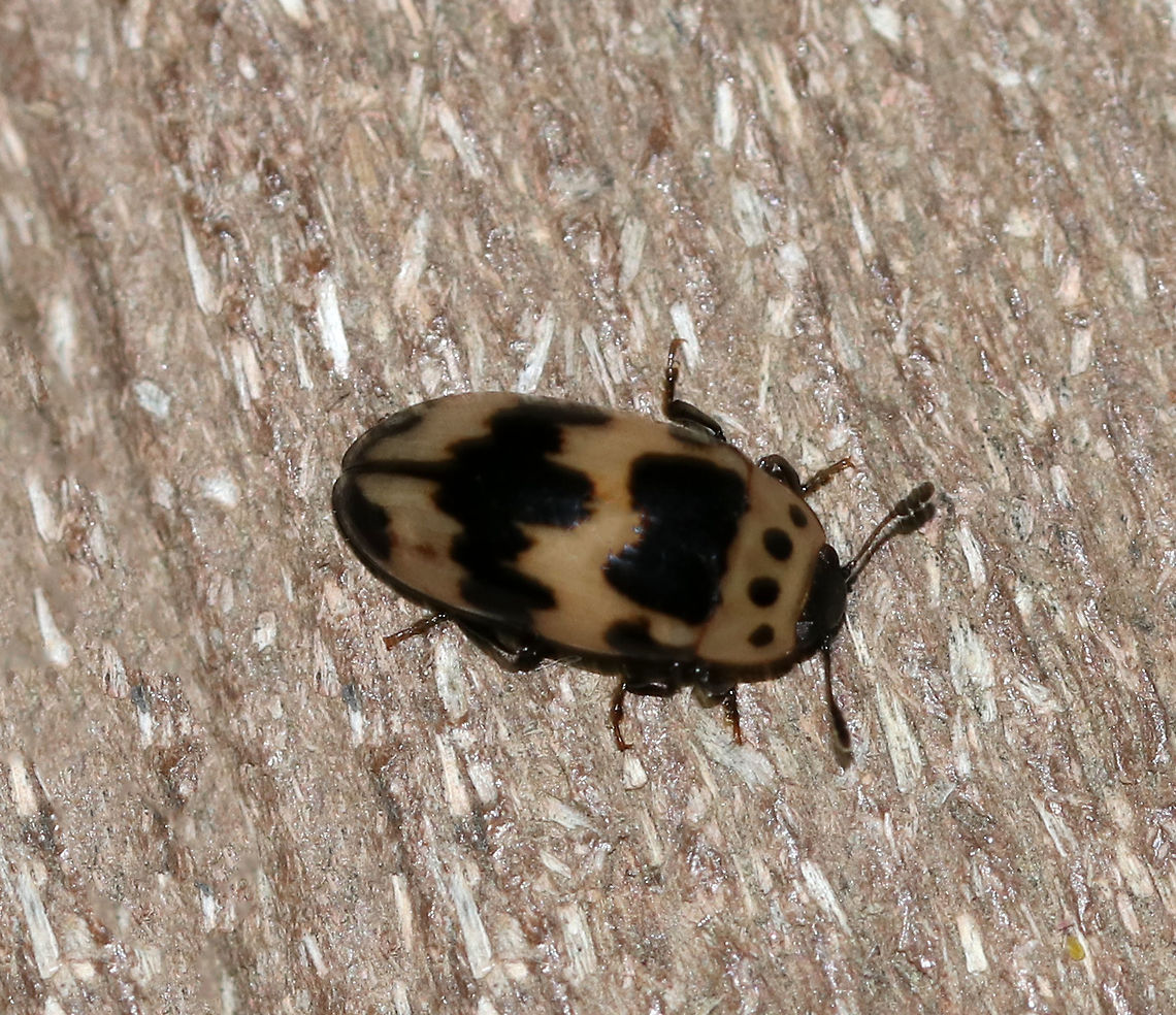 Four-spotted Fungus Beetle - Ischyrus quadripunctatus ~6 mm long. Adults are attracted to lights and are found on mushrooms.  <br />
<br />
Habitat: Attracted to a light in a semi-rural area Four-spotted Fungus Beetle,Geotagged,Ischyrus,Ischyrus quadripunctatus,Spring,United States,beetle