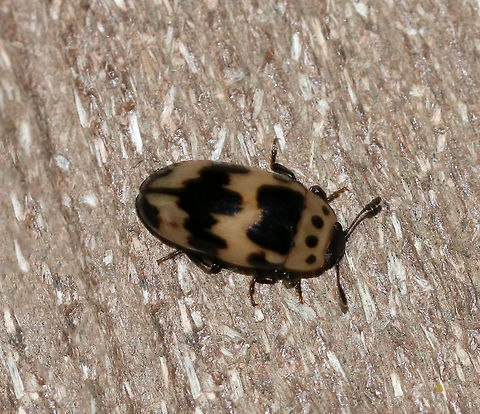Four-spotted Fungus Beetle
