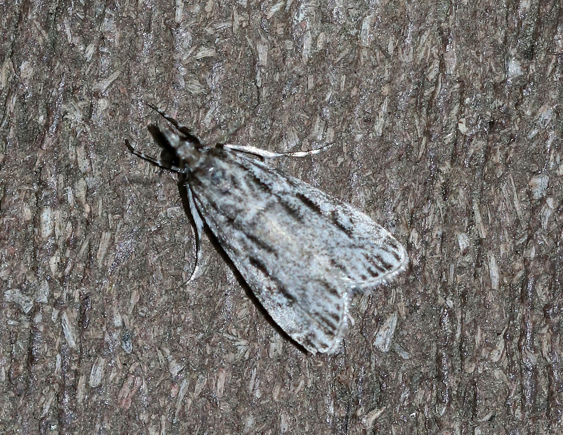 Striped Eudonia Moth - Eudonia strigalis TL: ~8mm. Peppery FW with thin, black, longitudinal lines. Hosts: Maybe mosses<br />
<br />
Habitat: Attracted to a light at night in a semi-rural area Eudonia,Eudonia strigalis,Geotagged,Spring,United States,moth,striped eudonia moth