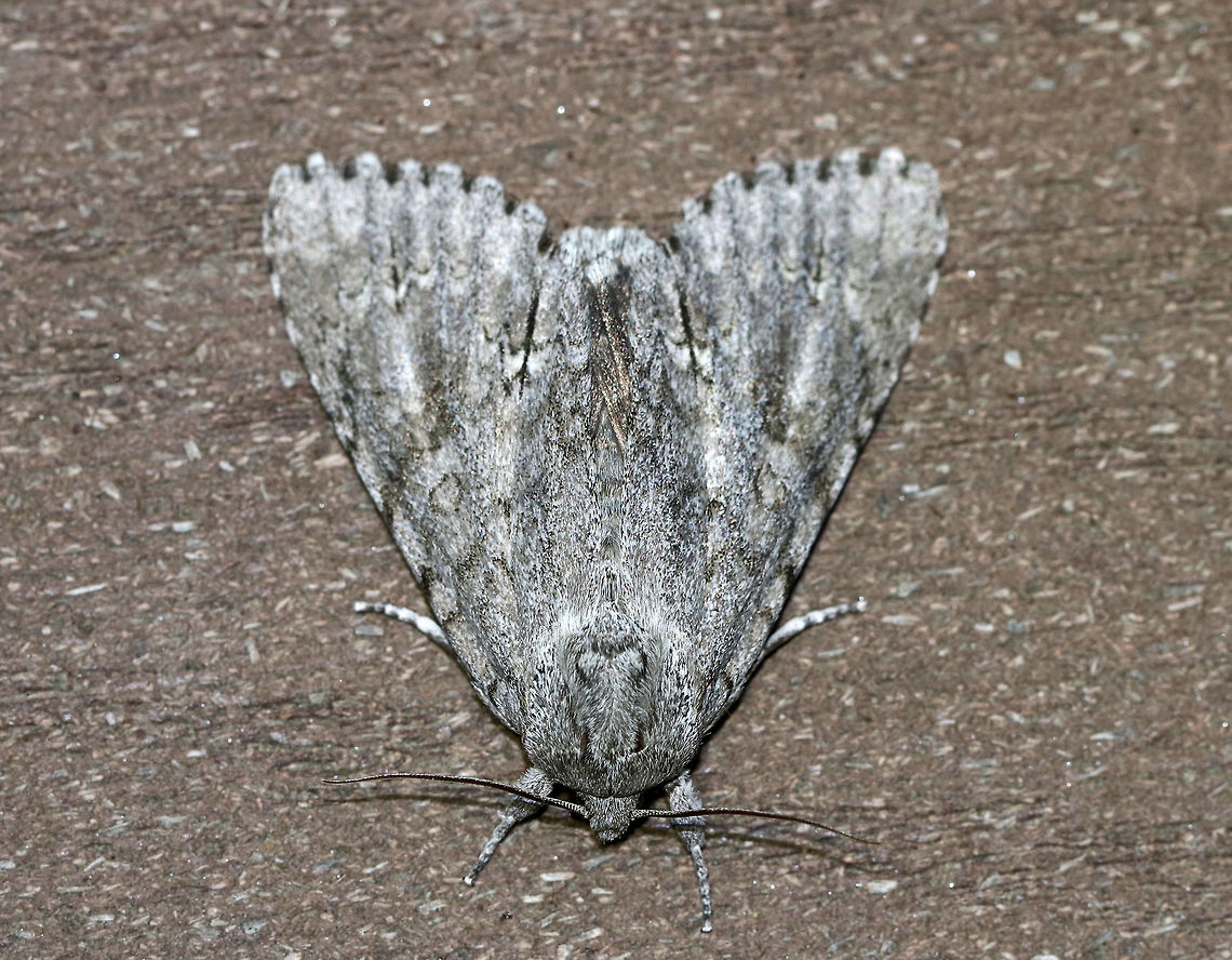 American Dagger Moth - Acronicta americana WS: 5-6 cm! This is the largest dagger moth in the eastern US.<br />
<br />
Habitat: Attracted to a light in a semi-rural area Acronicta americana,American Dagger Moth,Geotagged,Spring,United States,moth