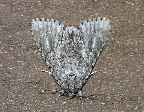 American Dagger Moth - Acronicta americana WS: 5-6 cm! This is the largest dagger moth in the eastern US.

Habitat: Attracted to a light in a semi-rural area Acronicta americana,American Dagger Moth,Geotagged,Spring,United States,moth