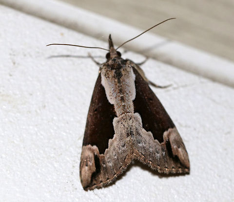 Baltimore Snout - Hypena baltimoralis TL: ~15 mm. Tan FW with dark brown median patch that has a straight edge parallel to the inner margin. Host: Maple

Habitat: Attracted to a light in a semi-rural area Geotagged,Hypena baltimoralis,Spring,United States,hypena,moth,snout