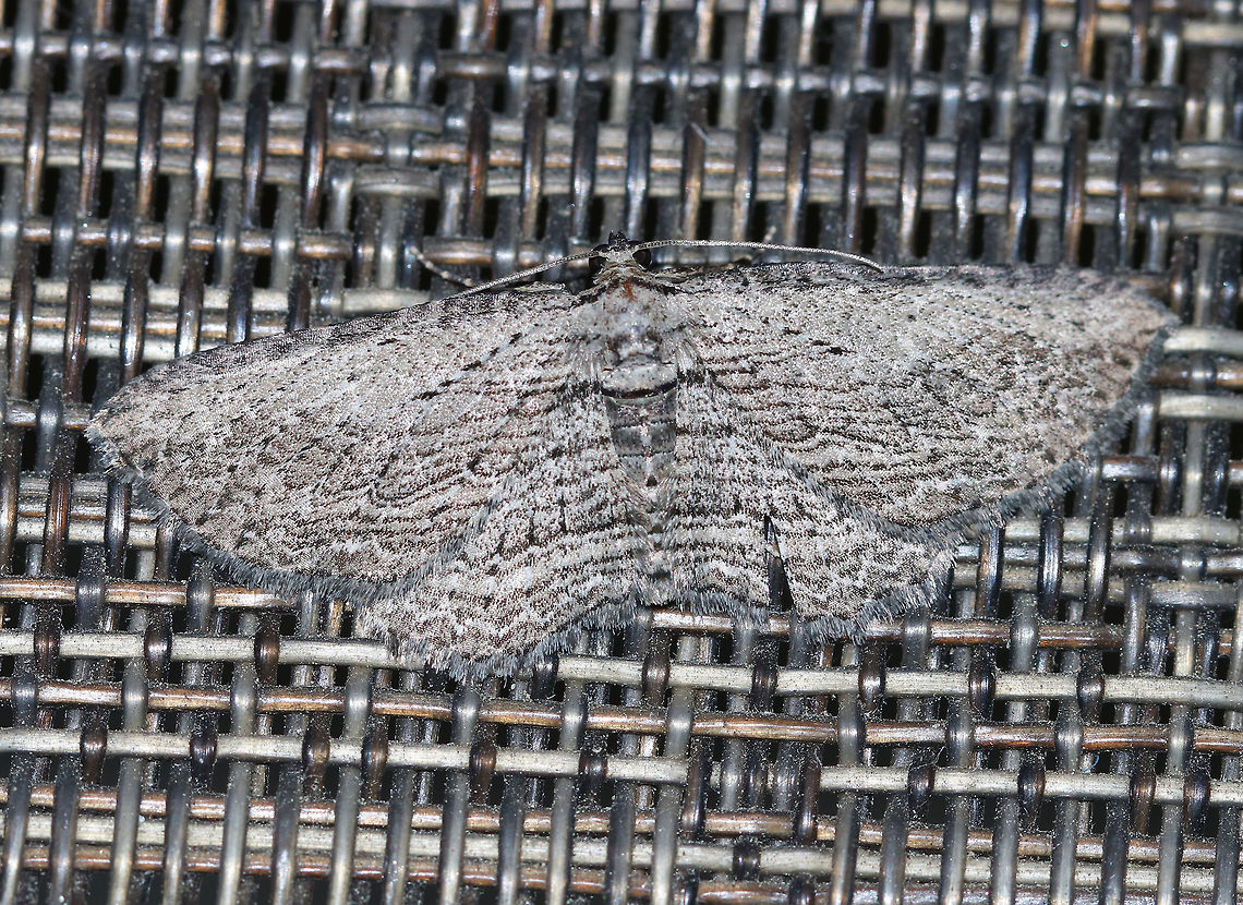 Brown Bark Carpet - Horisme intestinata WS: ~25 mm. Gray/tanwings marked with thin, parallel lines. PM and ST lines are scalloped. Host: Clematis?<br />
<br />
Habitat: Attracted to a blacklight in a semi-rural area Brown bark carpet moth,Geotagged,Horisme intestinata,Moth,Spring,United States