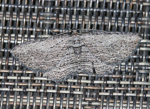 Brown Bark Carpet - Horisme intestinata WS: ~25 mm. Gray/tanwings marked with thin, parallel lines. PM and ST lines are scalloped. Host: Clematis?

Habitat: Attracted to a blacklight in a semi-rural area Brown bark carpet moth,Geotagged,Horisme intestinata,Moth,Spring,United States