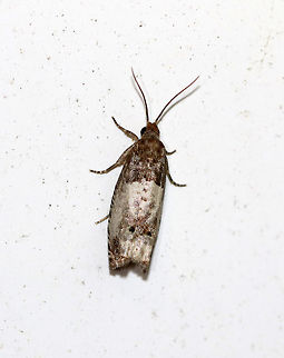 Goldenrod Gall Moth - Epiblema scudderiana WS: ~20 mm. It rests with its wings rolled around its body in the shape of a cylinder.

The larvae of this species have been studied for their cold-hardiness.  When the temperature drops below 5 degrees C, the larvae produce glycerol to protect themselves from freezing.

Habitat: Attracted to a moth light at night Epiblema,Epiblema scudderiana,Geotagged,Goldenrod Gall Moth,Spring,United States,moth