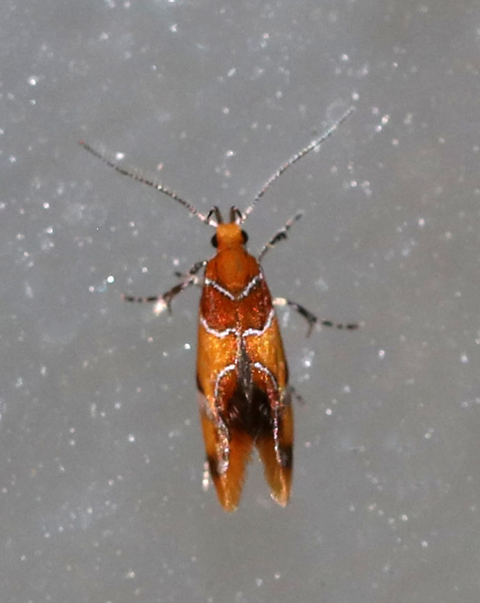 Orange-headed Epicallima Moth - Epicallima argenticinctella This moth was so fast! It was scurrying all over my glass doors :)<br />
<br />
Total length: ~5 mm. Yellow/orange forewing has a brown basal area and shading in the subterminal area . Silver lines are slightly bent.<br />
<br />
Habitat: Attracted to a light in a semi-rural area Epicallima argenticinctella,Geotagged,Orange-headed Epicallima Moth,Spring,United States