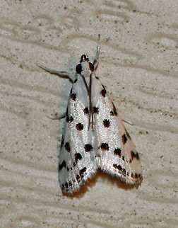 Spotted Peppergrass Moth - Eustixia pupula TL: ~8-10 mm. White FW with black dots. Black face and labial palps. Hosts: Peppergrass, cabbage, and field pennycress.

Habitat: Attracted to a LED light (395 nm) Eustixia,Eustixia pupula,Geotagged,Spotted Peppergrass Moth,Spring,United States,moth