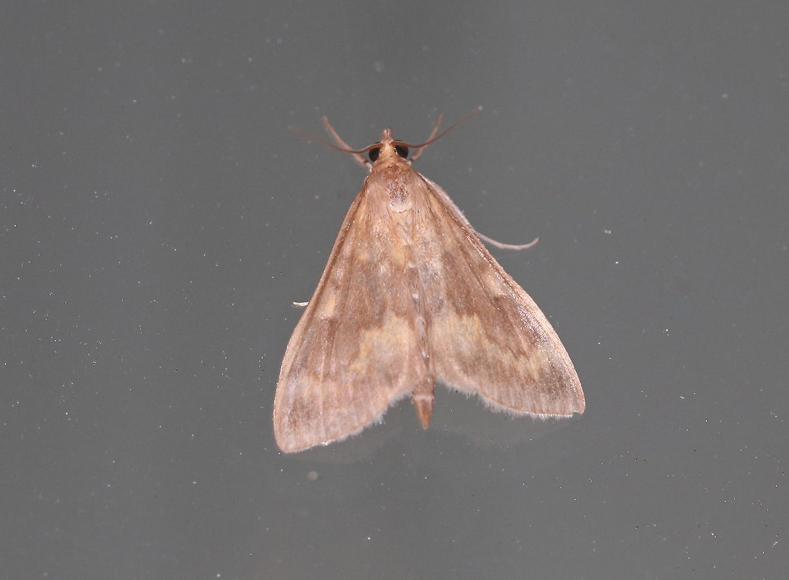 European Corn Borer (Male) - Ostrinia nubilalis Length: 15 mm. This species is sexually dimorphic. The forewing of the male is mostly brown with a yellowish band below the jagged postmedial line.<br />
<br />
Habitat: Attracted to an LED light (395 nm) in a semi-rural area European corn borer,Geotagged,Moth,Ostrinia nubilalis,Spring,United States