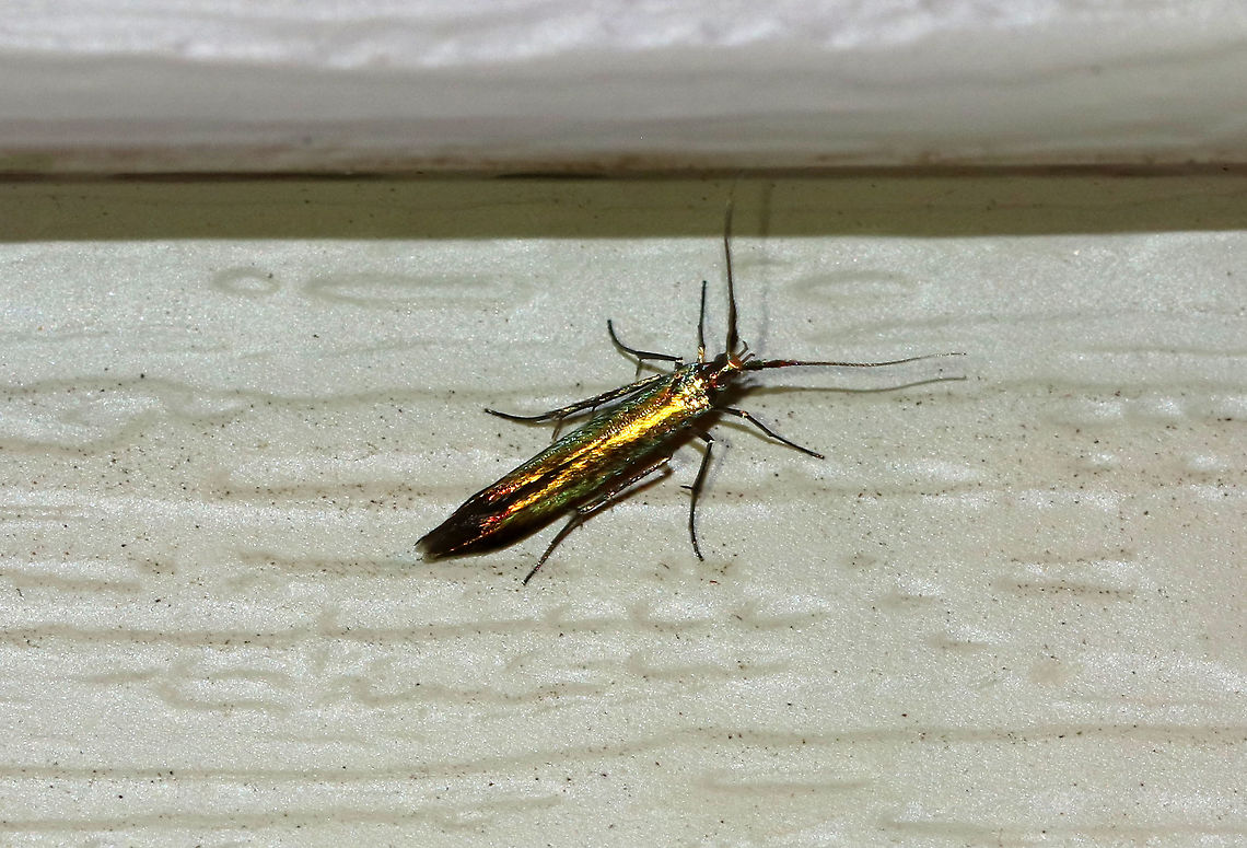 Metallic Casebearer - Coleophora mayrella TL: ~6-8 mm. Metallic, bronzy greenish FW wth a red sheen near the apex. It was tiny and so gorgeous!! Antennae are white-tipped and thick at the base. Host: Clover<br />
<br />
Habitat: Attracted to an LED light (395 nm) in a semi-rural area. <br />
 Coleophora mayrella,Geotagged,Metallic Casebearer,Spring,United States,moth