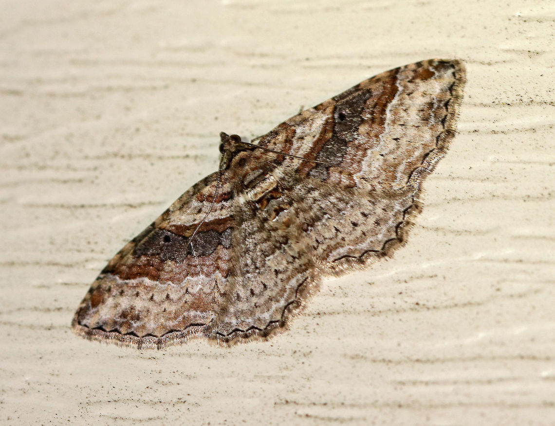 Bent-line Carpet Moth - Costaconvexa centrostrigaria Brown moth with an approximately 2 cm wingspan. The antemedial and postmedial lines form dark brown bands. The postmedial line ends midway across the wing. All four wings have small, black discal spots.<br />
<br />
Habitat: Attracted to a 395 nm LED light Bent-line Carpet Moth,Costaconvexa centrostrigaria,Geotagged,Spring,United States,moth