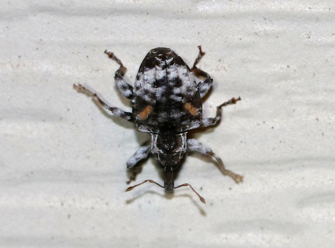 Cambrium Curculio - Conotrachelus anaglypticus TL: ~ 3 mm. Black and white weevil with two diagonal orange lines of setae on each side of the pronotum. Hosts: Fruit and shade trees<br />
<br />
Habitat: Attracted to a 395 nm LED light in a semi-rural area. Cambrium Curculio,Conotrachelus anaglypticus,Geotagged,Spring,United States,beetle,weevil