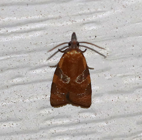 Spring Dead-leaf Roller - Cenopis diluticostana I am only sharing this picture for the record because this is only the second time that I've ever seen this species, and both times, it came to the LED light.

TL: ~6-7 mm. Shiny orange FW with darker AM and PM bands. Hosts: Ash, possibly oak.

Habitat: Attracted to an LED light (395 nm) in a semi-rural area Cenopis diluticostana,Geotagged,Spring,Spring dead-leaf roller,United States,moth