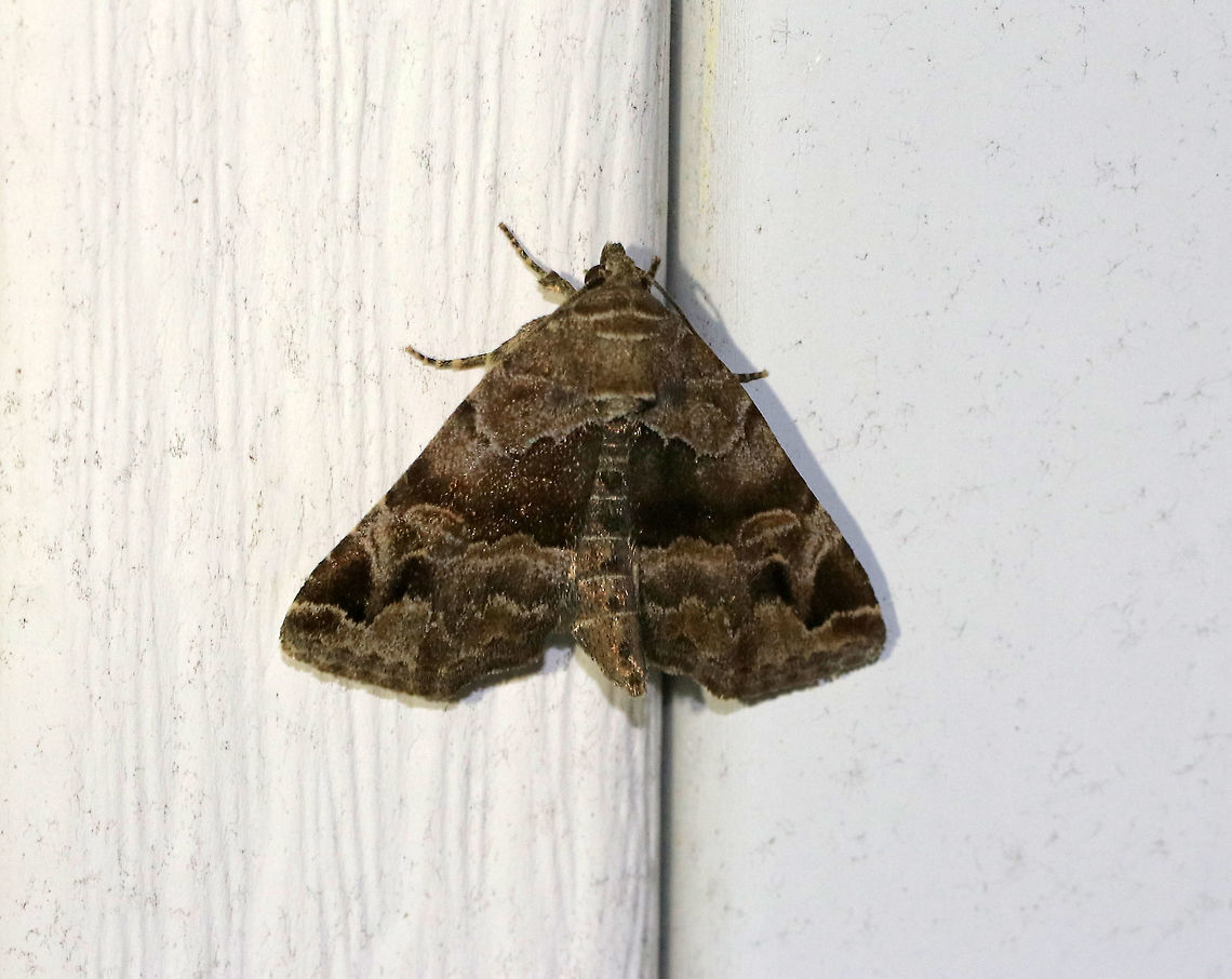 Hops Angleshade - Niphonyx segregata Habitat: Attracted to a light in a semi-rural area Geotagged,Hops Angleshade,Moth,Niphonyx segregata,Spring,United States