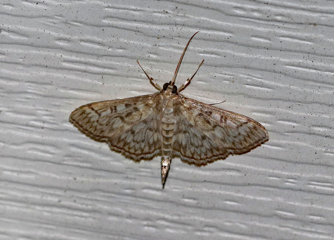 Bold-feathered Grass Moth - Herpetogramma pertextalis *The dark coloration of this moth has confused me a bit. It is similar to H. thestealis, but I still think it is most likely to be a dark H. pertextalis.<br />
<br />
Wingspan: 25-30 cm. Semi-translucent wings with a pattern of scalloped, brown lines. Hosts: Low plants, such as violets.<br />
<br />
Habitat: Attracted to a 395 nm LED moth light in a semi-rural area. Bold-feathered grass moth,Geotagged,Herpetogramma pertextalis,Spring,United States