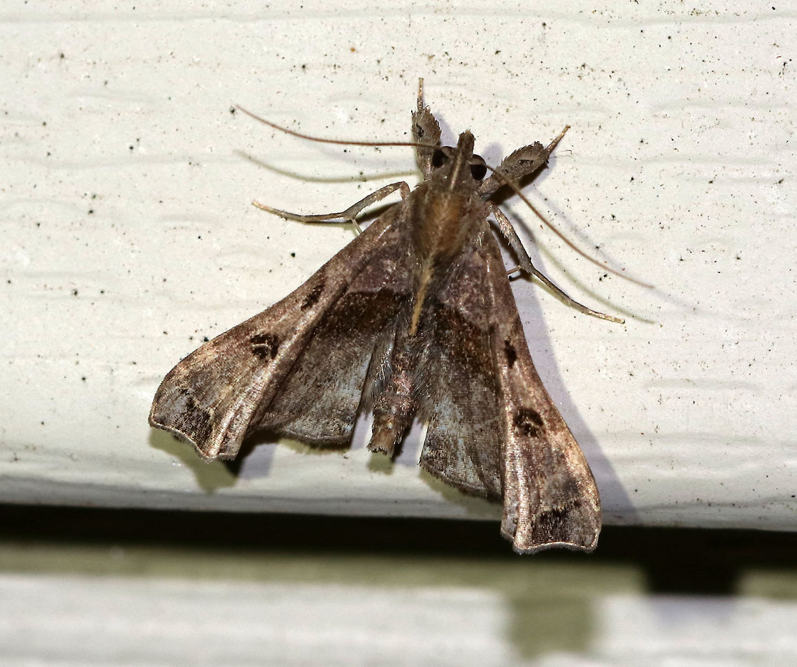 Faint-spotted Palthis Moth (Palthis asopialis) <br />
TL: ~15 mm. Grayish brown forewings with black patch near apex. Humpbacked profile.<br />
<br />
Habitat: Attracted to a 395 nm LED light in a semi-rural area Faint-Spotted Palthis,Geotagged,Moth,Palthis asopialis,Spring,United States